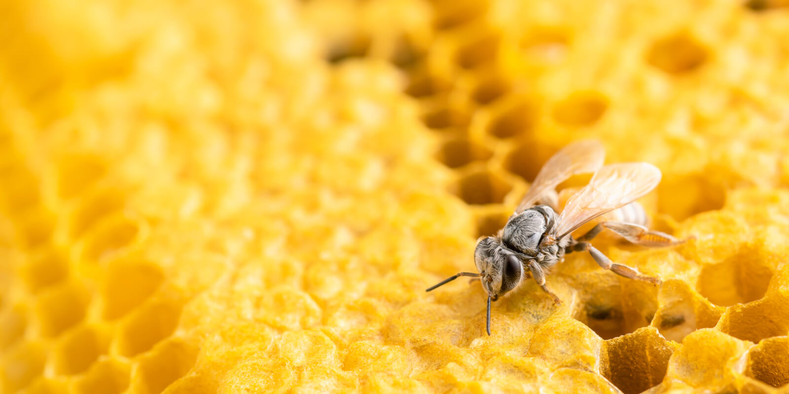 Free Stock photos by Vecteezy